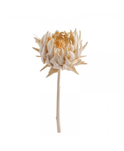 Floare de anghinare albita