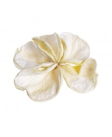 Floare lotus albita