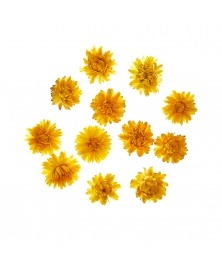 Flori uscate Helichrysum culori diverse