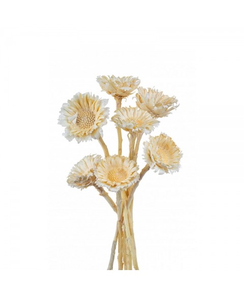 Floare Rosseta albita