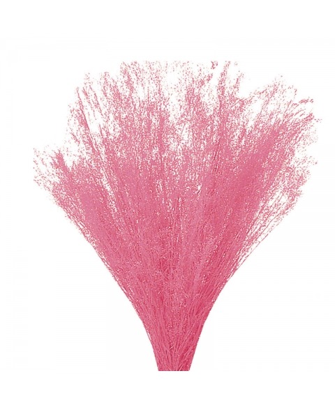 Iarba decorativa Panicum Nebbia culori diverse