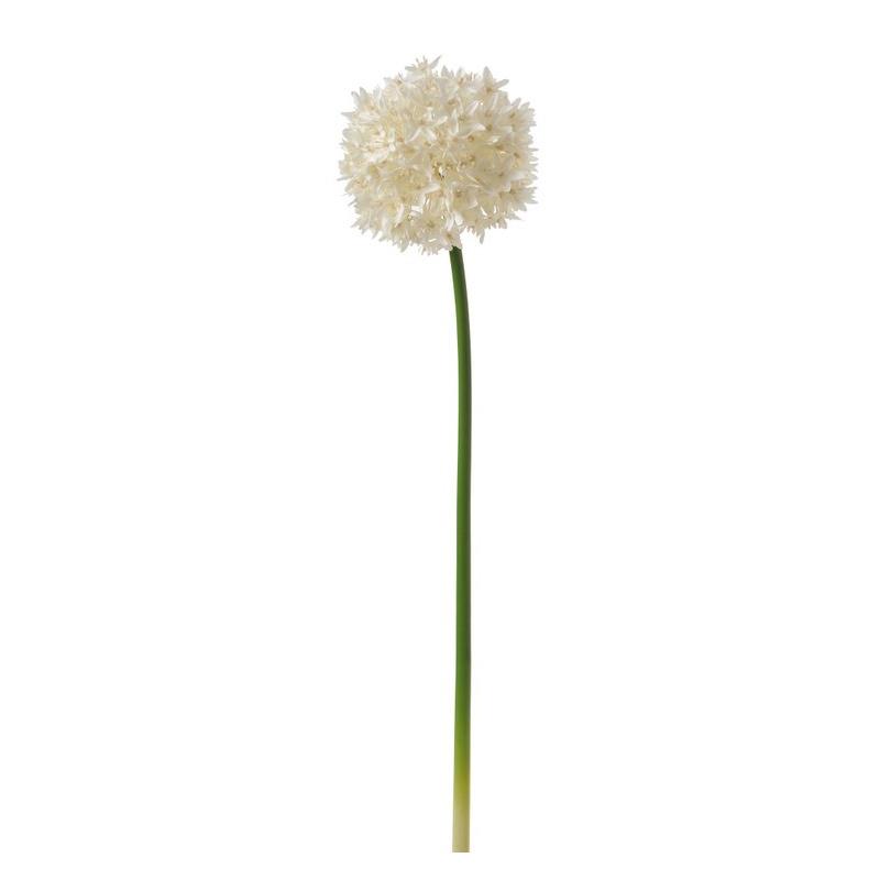 Allium artificial alb